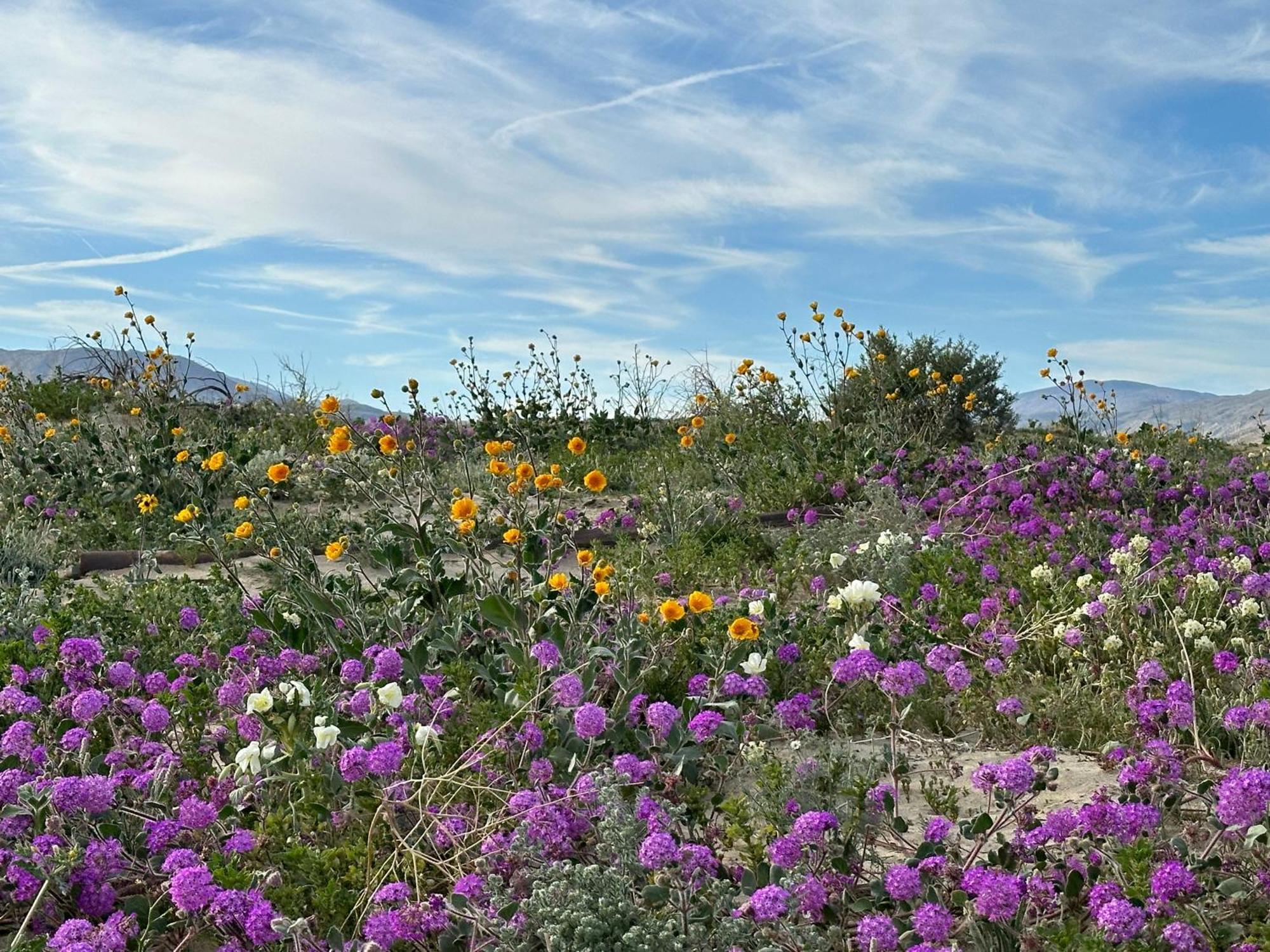 Borrego Springs Motel ภายนอก รูปภาพ